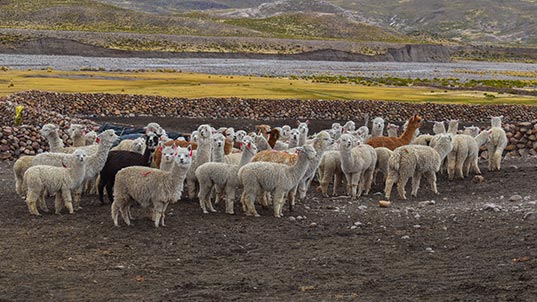 ¡Año de las alpacas! Alpaqueros peruanos se capacitan en buenas prácticas ganaderas